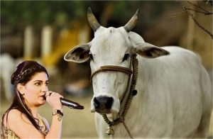 गाय को राष्ट्रीय पशु बनाने को लेकर रोहतक से संसद तक नंगे पांव यात्रा, सपना चौधरी ने दिया समर्थन