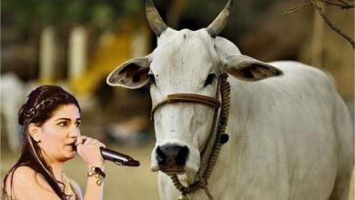 गाय को राष्ट्रीय पशु बनाने को लेकर रोहतक से संसद तक नंगे पांव यात्रा, सपना चौधरी ने दिया समर्थन