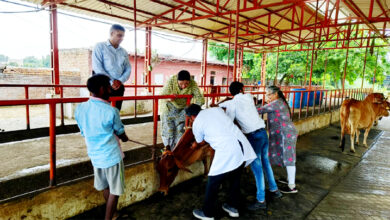 Vaccination campaign for lumpy skin disease launched in district Faridabad: DC Vikram Singh