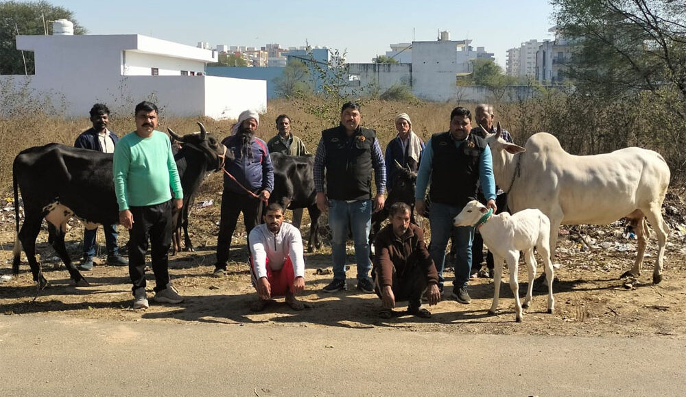 Crime Branch Sector 65 team arrested two accused of stealing cow and buffalo, country made pistol and live cartridges also recovered.