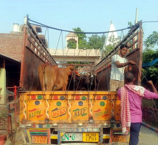 The work of shifting the cattle roaming on the streets to Nandigram Gaushala has been completed