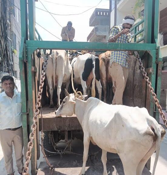 Municipal Corporation Faridabad caught 59 cattle and sent them to Gaushala