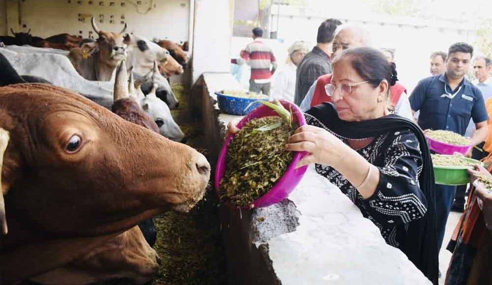 The guiding board of Satyug Darshan Trust made a cordial visit to Devashray Cow Hospital and fed fodder to the cows.
