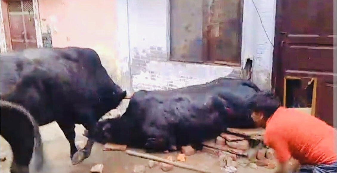 Running a dairy in a residential area will result in jail: Survey and sealing orders within 7 days, new guidelines issued