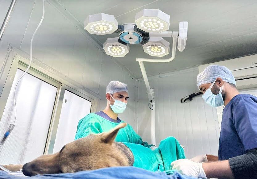 Over 7,000 dogs sterilized and given anti-rabies vaccination in two years