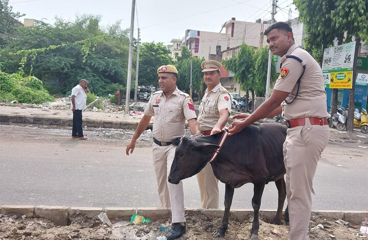सड़क दुर्घटनाओं से बचाव के लिए यातायात पुलिस का प्रयास: आवारा पशुओं के गले में बांधे रिफ्लेक्टर